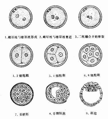 卵裂和胚泡形成（第1周） 