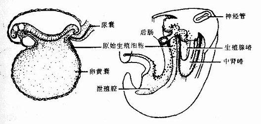 原始生殖细胞及其迁移示意图