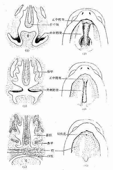腭的发生及口腔与鼻腔的分隔 