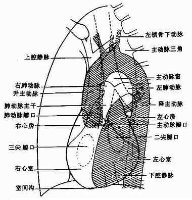 左前位正常心、大血管影像解剖示意图
