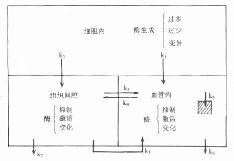 血清酶变化机制