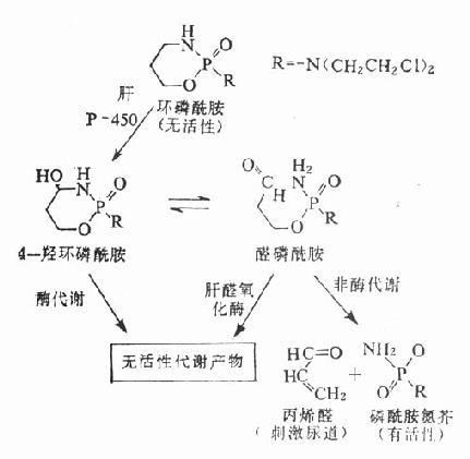 环磷酰胺