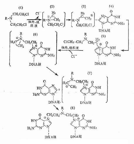 氮芥为例的烷化作用和DNA交叉联结示意图