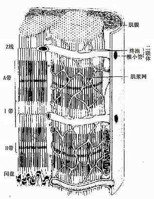 心肌纤维超微结构立体模式图 