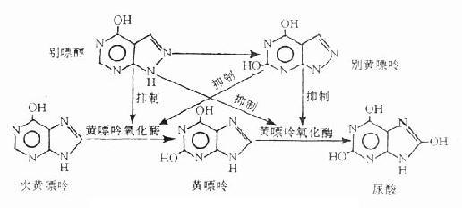 别嘌醇对黄嘌呤氧化酶的抑制