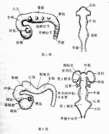 脑泡的发生及演变（侧面观及冠状切面观）