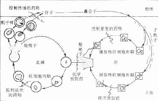 疟原虫生活史和各类抗疟药的作用部位