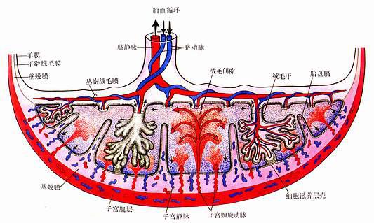 胎盘的结构与血循环模式图 