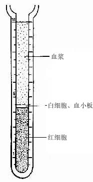 血浆、白细胞和红细胞比积 