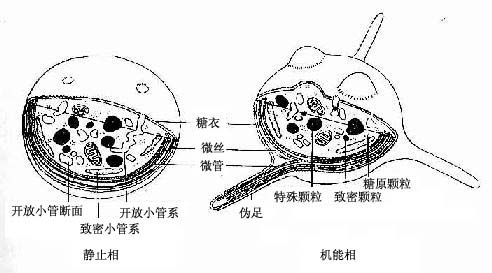 血小板超微结构模式图