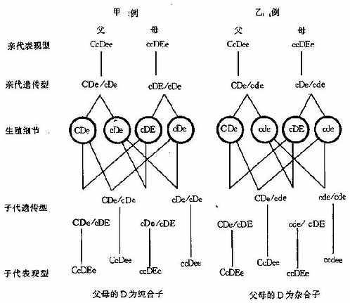 Rh血型遗传举例