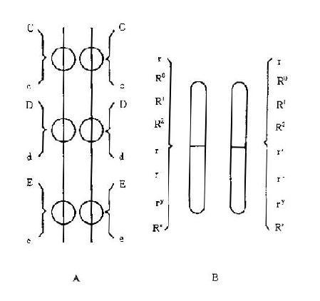 基因位点示意图