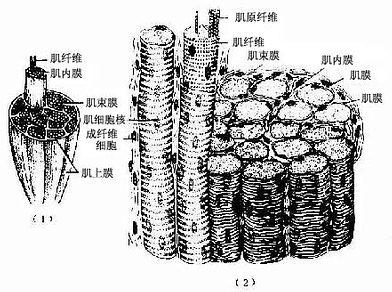 骨骼肌与周围结缔组织膜 