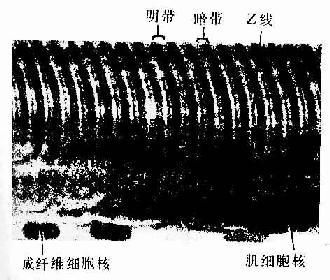 人骨骼肌纤维纵切面 