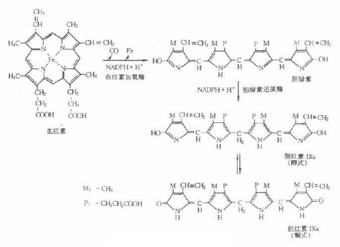 胆红素生成过程