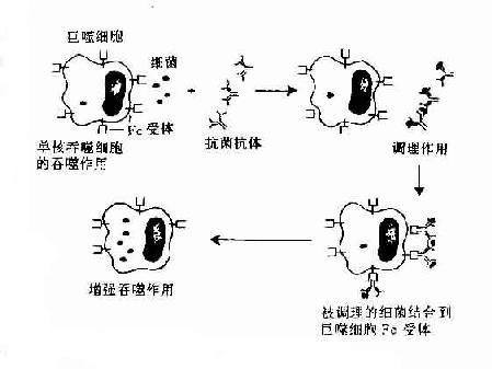 抗体的调理吞噬作用