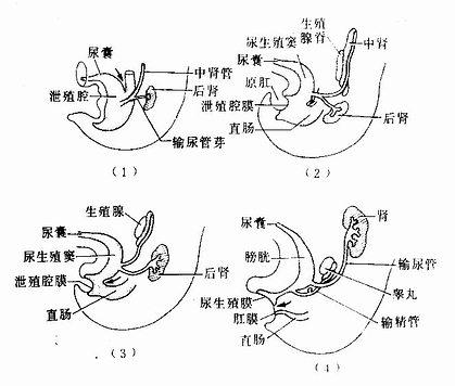 泄殖腔的分隔 