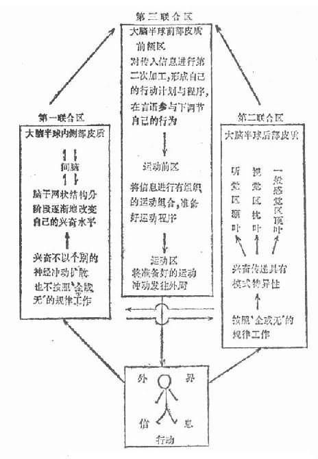 鲁亚利的三个基本机能联合区