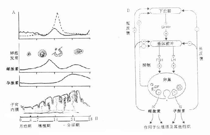 女性激素的分泌（A）与调节（B）示意图