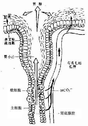 胃粘液－碳酸氢盐屏障示意图