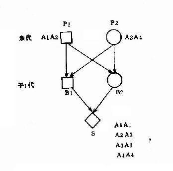 同胞兄姝婚配中基因传递图解