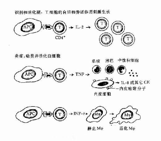 DTH反应的过程