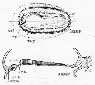 血岛和血管形成 