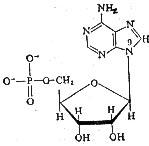 核苷酸（5′-腺苷酸）的化学结构 