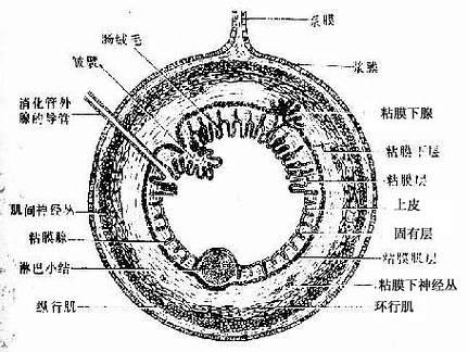 消化管一般结构模式图 