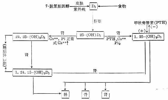 维生素D的代谢及其作用的靶组织示意图 