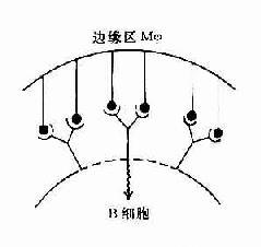 T1抗原对B细胞的活化作用