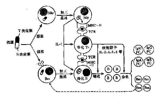 抗体产生过程中免疫细胞间相互作用