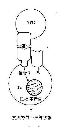 协同刺激信号与T细胞活化状态