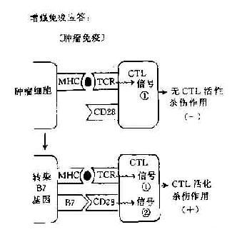 协同刺激信号与免疫应答调节