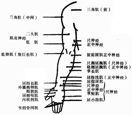 上肢前面的运动点