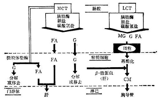 LCT与MCT的消化与吸收 