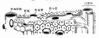 肝板、肝血窦与胆小管关系模式图 