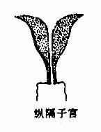 子宫先天性畸形