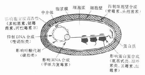 细菌结构与抗菌药作用部位示意图