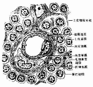 血-胸腺屏障结构模式图 