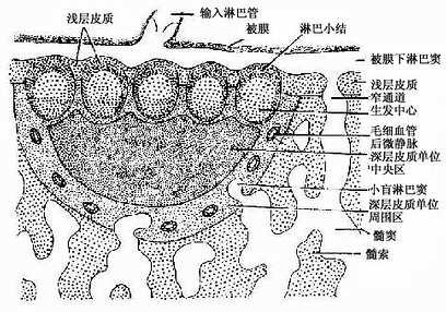 淋巴结浅层皮质及深层皮质单位示意图