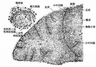 小儿胸腺 