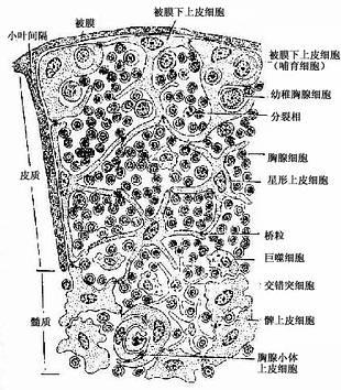 胸腺内细胞分布模式图 