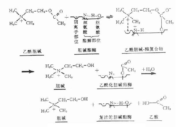 胆碱酯酶水解乙酰胆碱碱过程的示意图