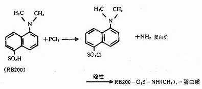 RB200标记抗体反应