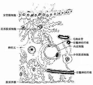 中枢神经胶质细胞与神经元和毛细胞血管的关系图解