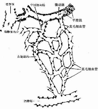 微循环血管模式图 