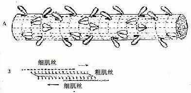 平滑肌粗肌丝结构模式图 