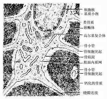 骨细胞超微结构模式图 