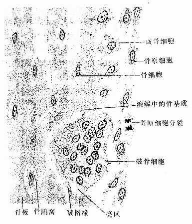 骨组织和各种细胞